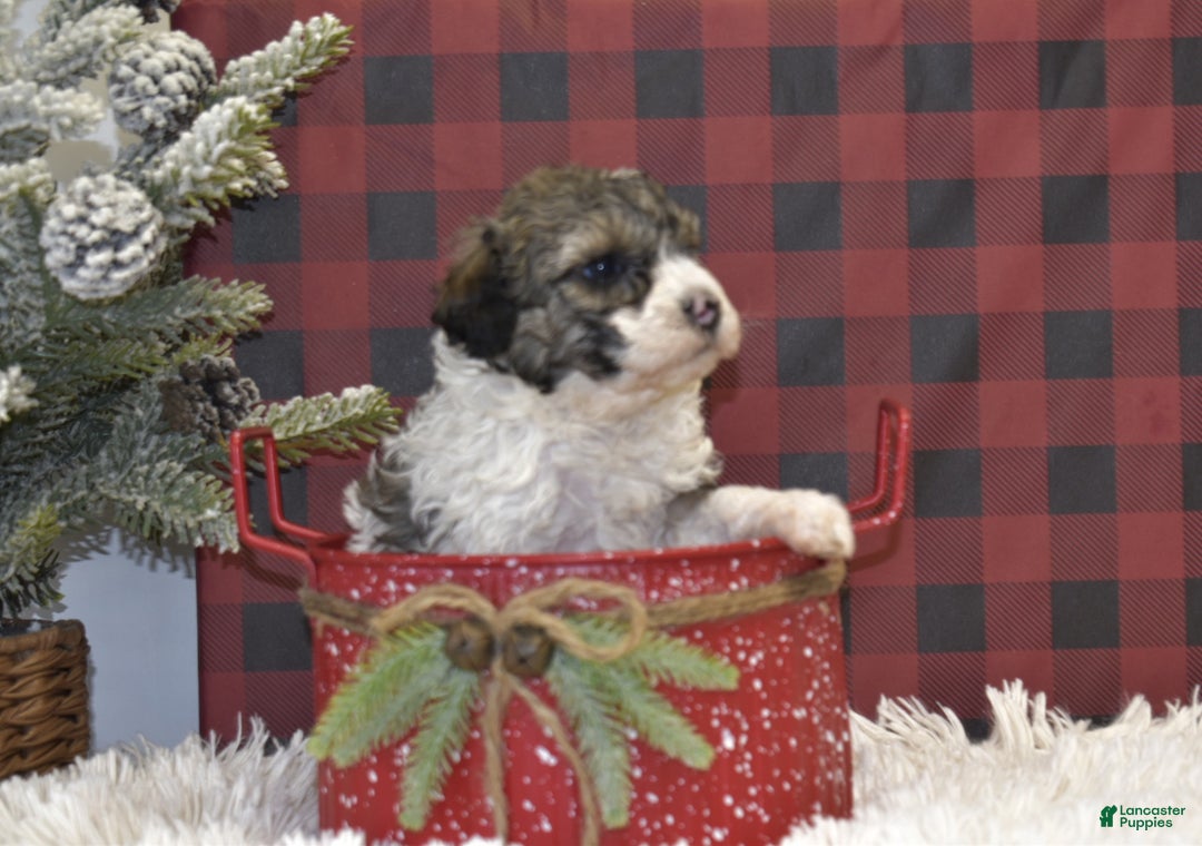 Miniature Poodle dogs for sale: Maverik - Ad 4
