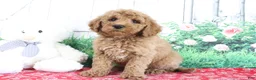 Mini Goldendoodle dogs for sale: Trooper - Ad 3