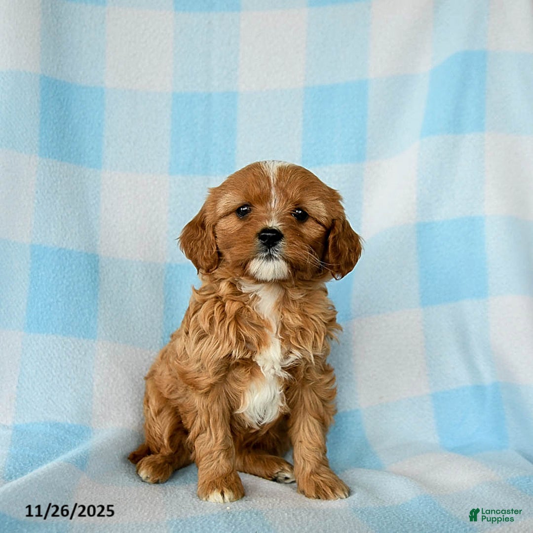 Cavapoo dogs for sale: Sage - Ad 2