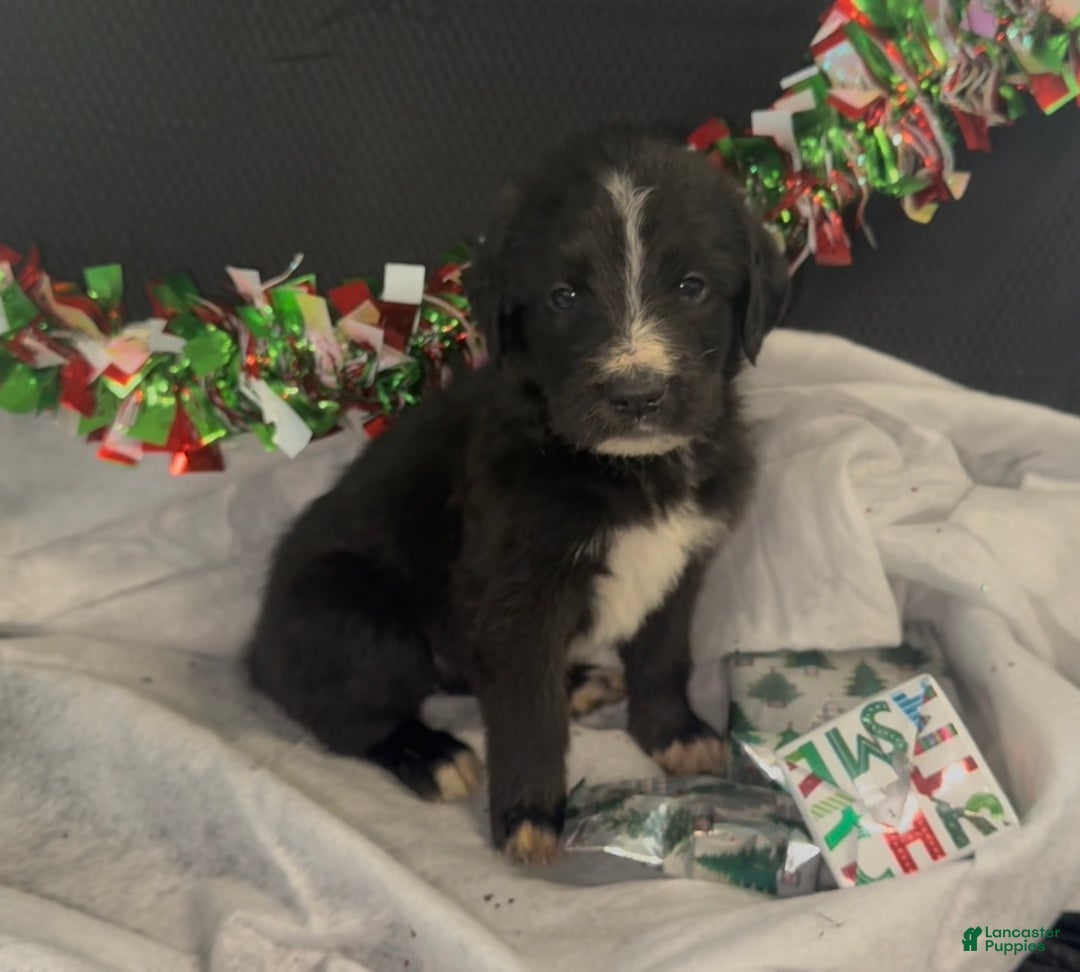 Mixed Breed dogs for sale: Camila - Ad 1