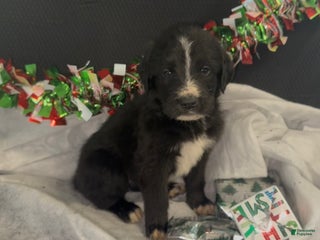 Mixed Breed dogs Camila - Ad 37