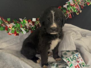 Mixed Breed dogs Camila - Ad 40