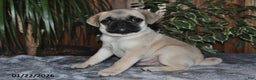 Puggle dogs for sale: Oliver - Ad 2
