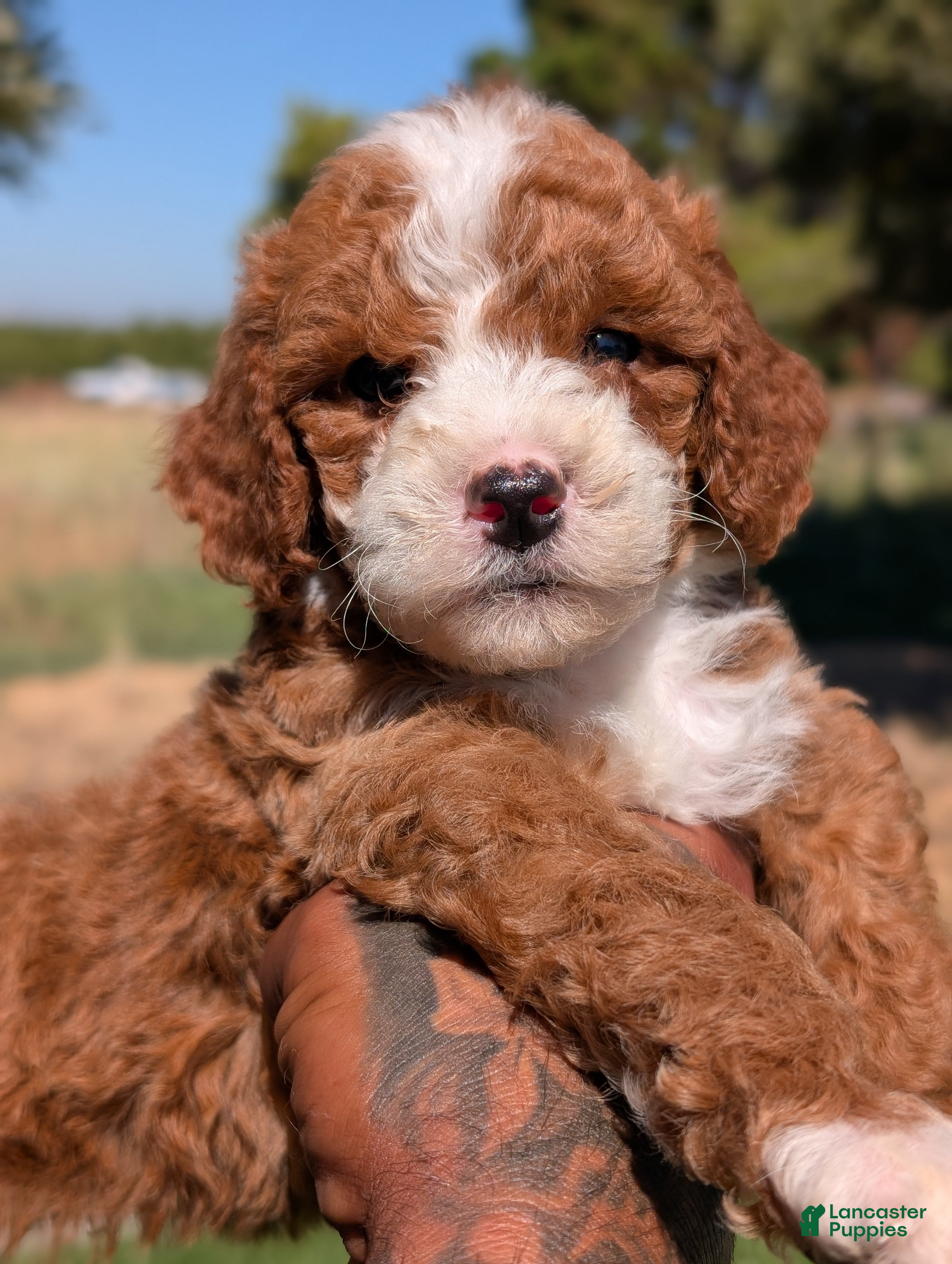 Cavapoo dogs Hashbrown  - Ad 2