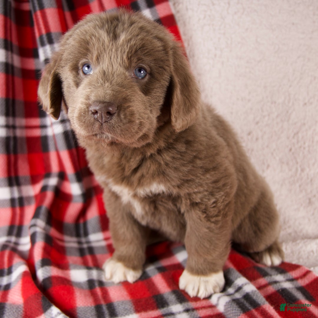 Newfoundland dogs for sale: Fern - Ad 6
