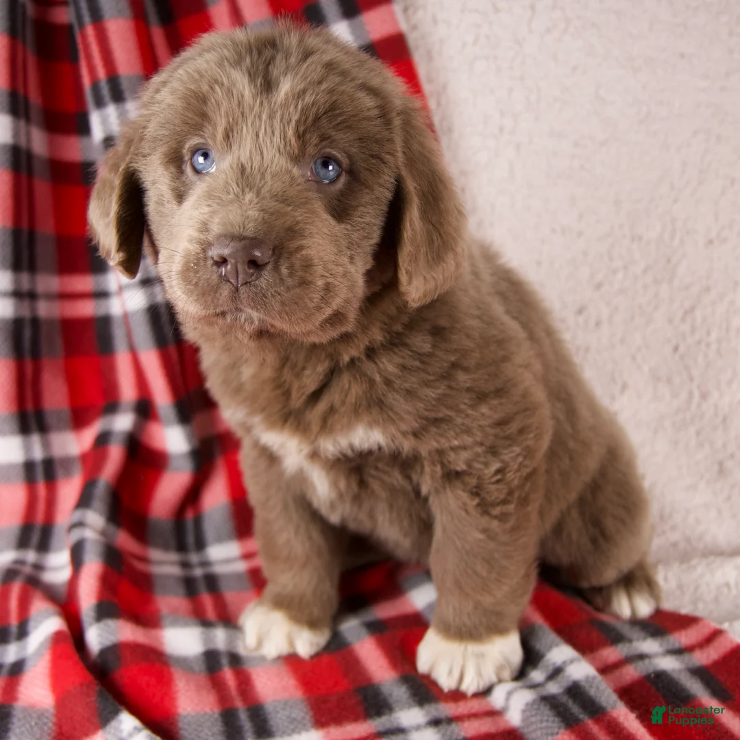 Newfoundland dogs for sale: Fern - Ad 6
