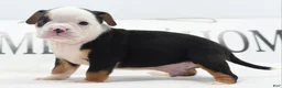 Mixed Breed dogs for sale: Diesel - Ad 14