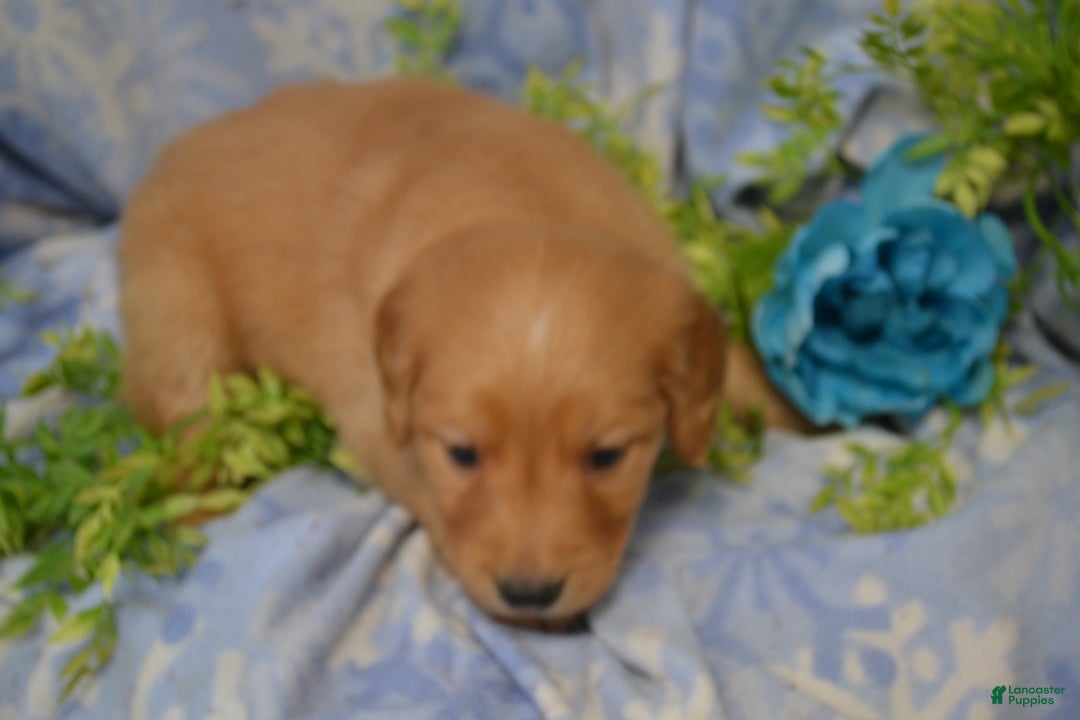 Golden Retriever dogs for sale: Anjie - Ad 3
