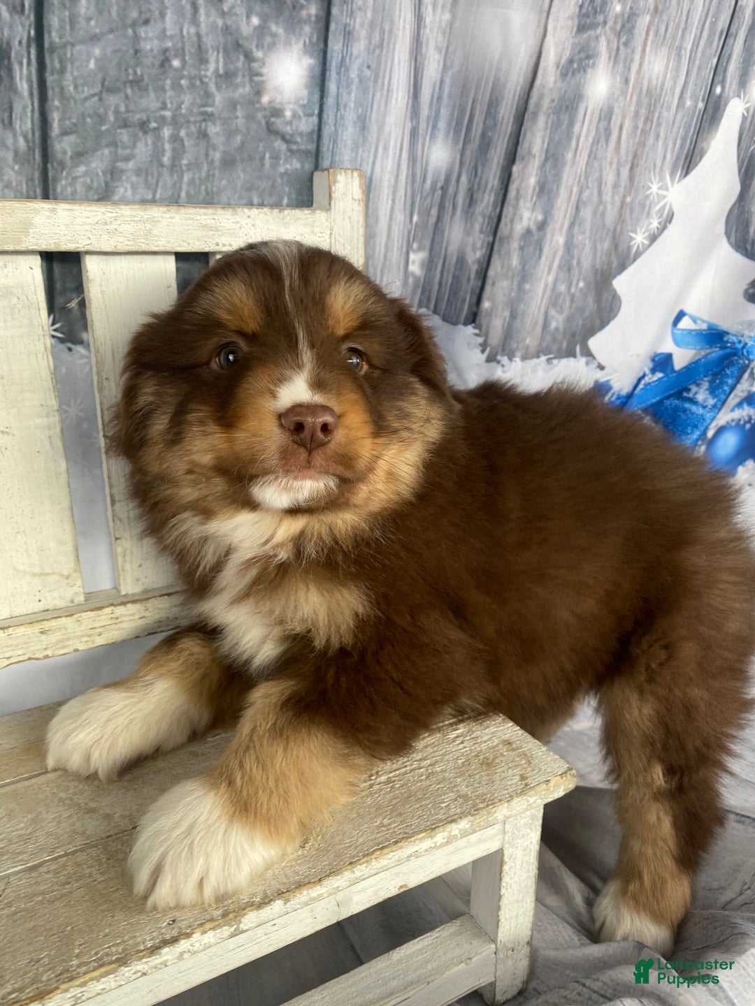 Australian Shepherd dogs for sale: Orion - Ad 6