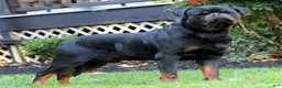 Rottweiler dogs for sale: Mr Bill - Ad 11