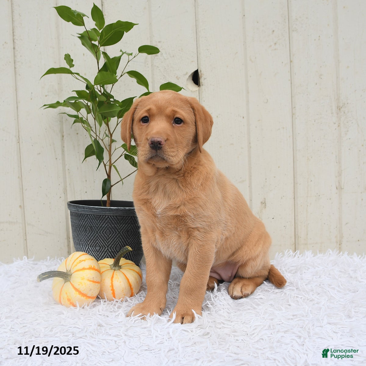 Labrador Retriever dogs Sophie - Ad 10