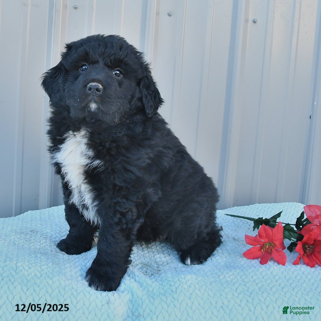 Mixed Breed dogs for sale: Carol  - Ad 1