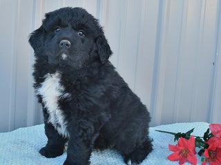 Mixed Breed dogs Carol - Ad 1