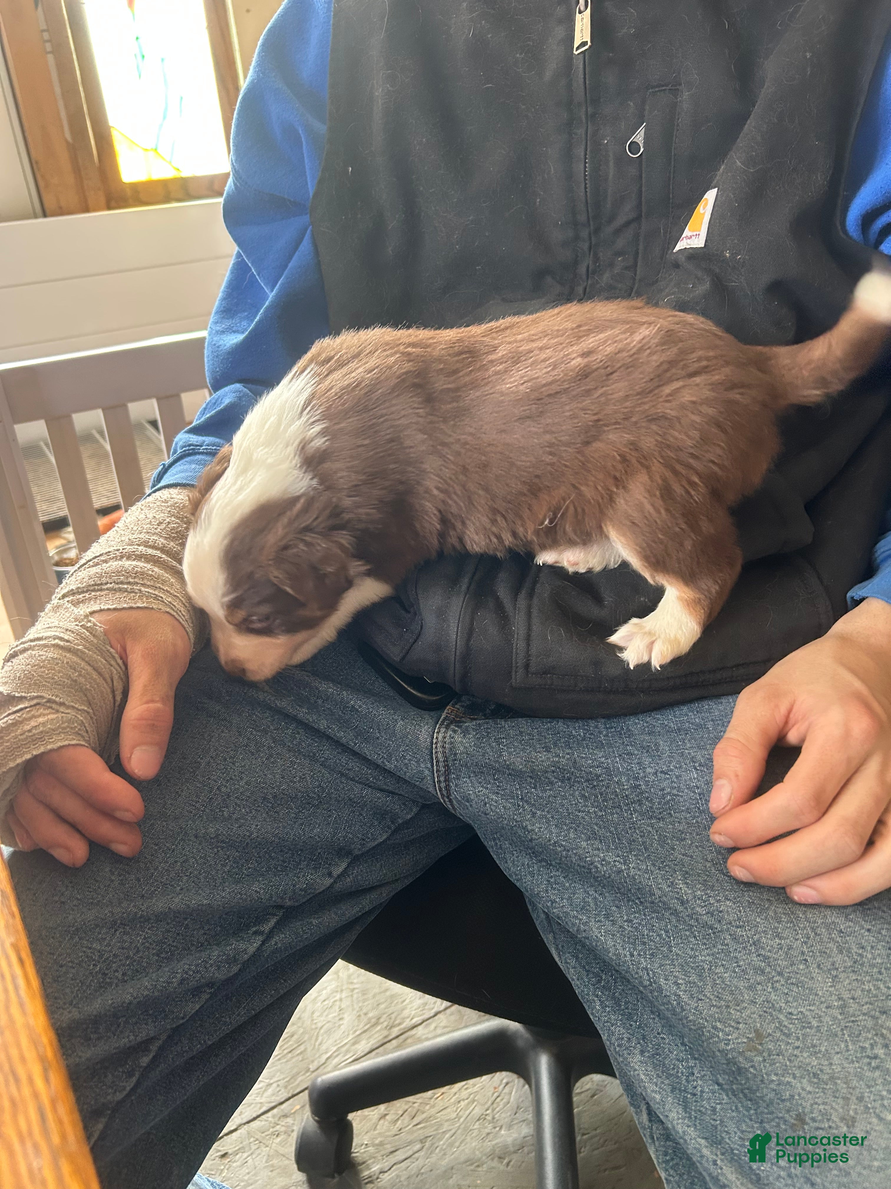 Australian Shepherd dogs Audrey Mae - Ad 2