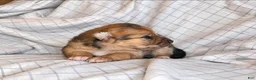 Pomchi dogs for sale: Charlie  - Ad 5