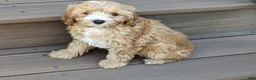 Cavapoo dogs for sale: Darcy - Ad 2