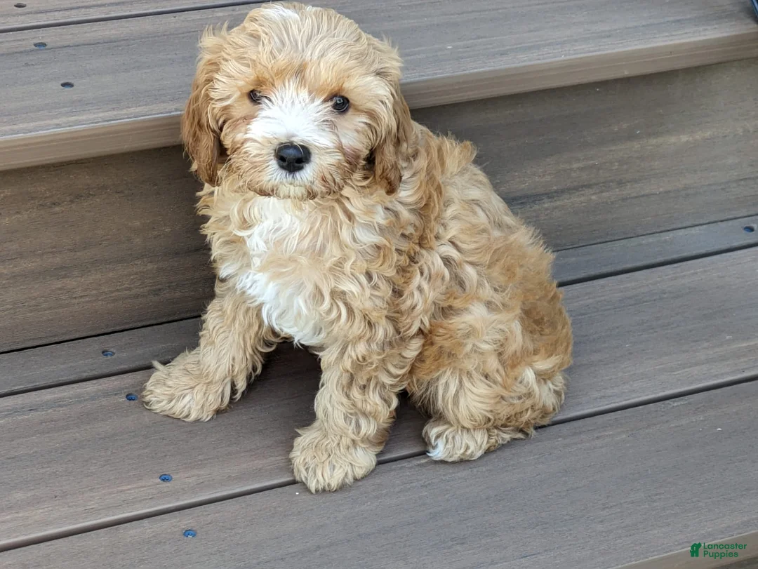 Cavapoo dogs for sale: Darcy - Ad 2