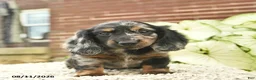 Miniature Dachshund dogs for sale: Comet  - Ad 3