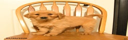 Golden Retriever dogs for sale: Butterscotch - Ad 5