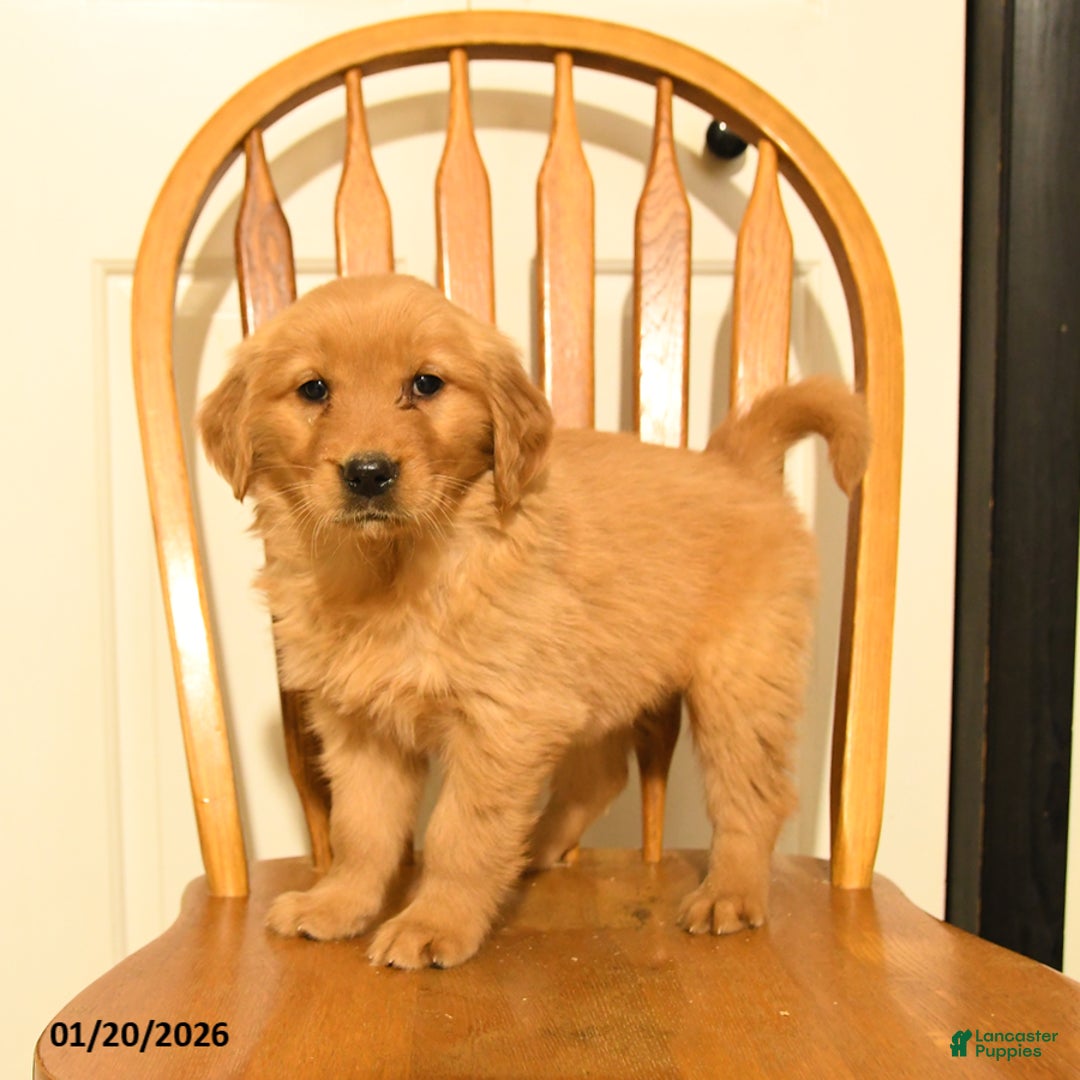 Golden Retriever dogs for sale: Butterscotch - Ad 5