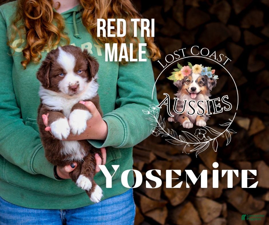 Miniature Australian Shepherd dogs Yosemite - Ad 1