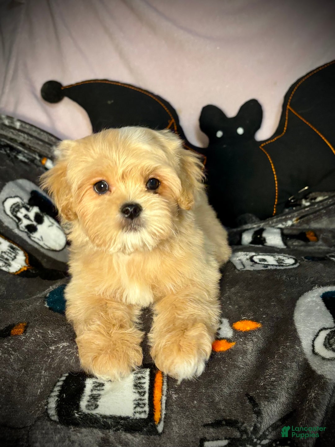 Mixed Breed dogs for sale: Winter - Ad 7