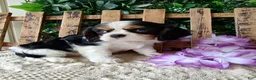 Cavalier King Charles Spaniel dogs for sale: Zoey - Ad 3