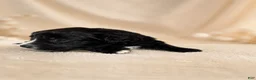 Mixed Breed dogs for sale: Panther  - Ad 17