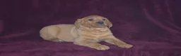 Labrador Retriever dogs for sale: Labrador Retriever Puppy 2 - Ad 4