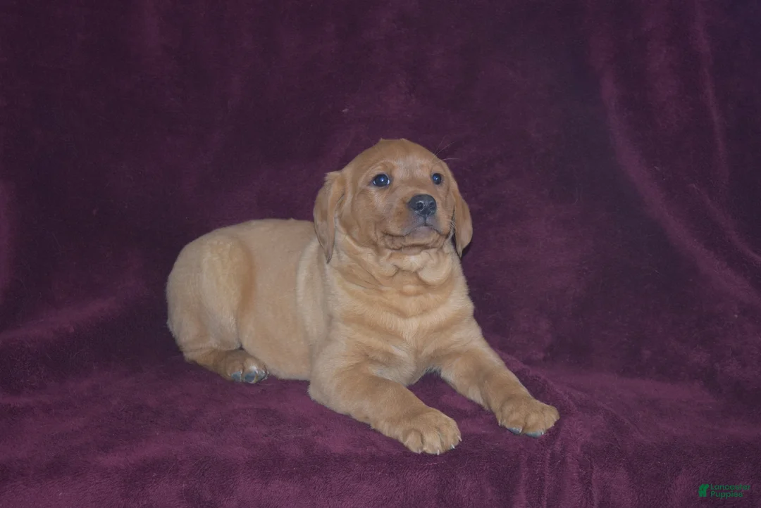 Labrador Retriever dogs for sale: Labrador Retriever Puppy 2 - Ad 4
