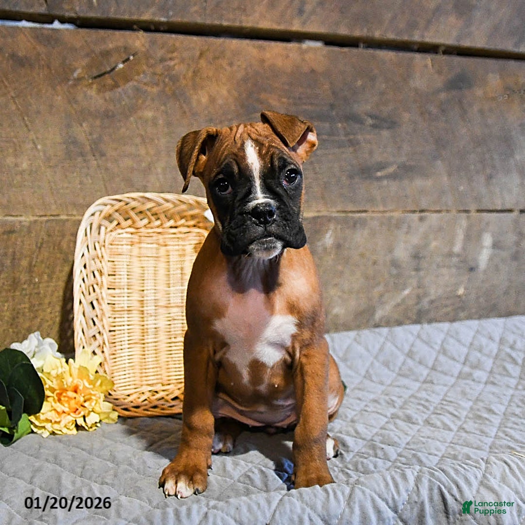 Boxer dogs for sale: Nutmeg - Ad 3
