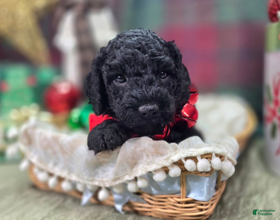 Cockapoo dogs for sale: Foggy - Ad 22