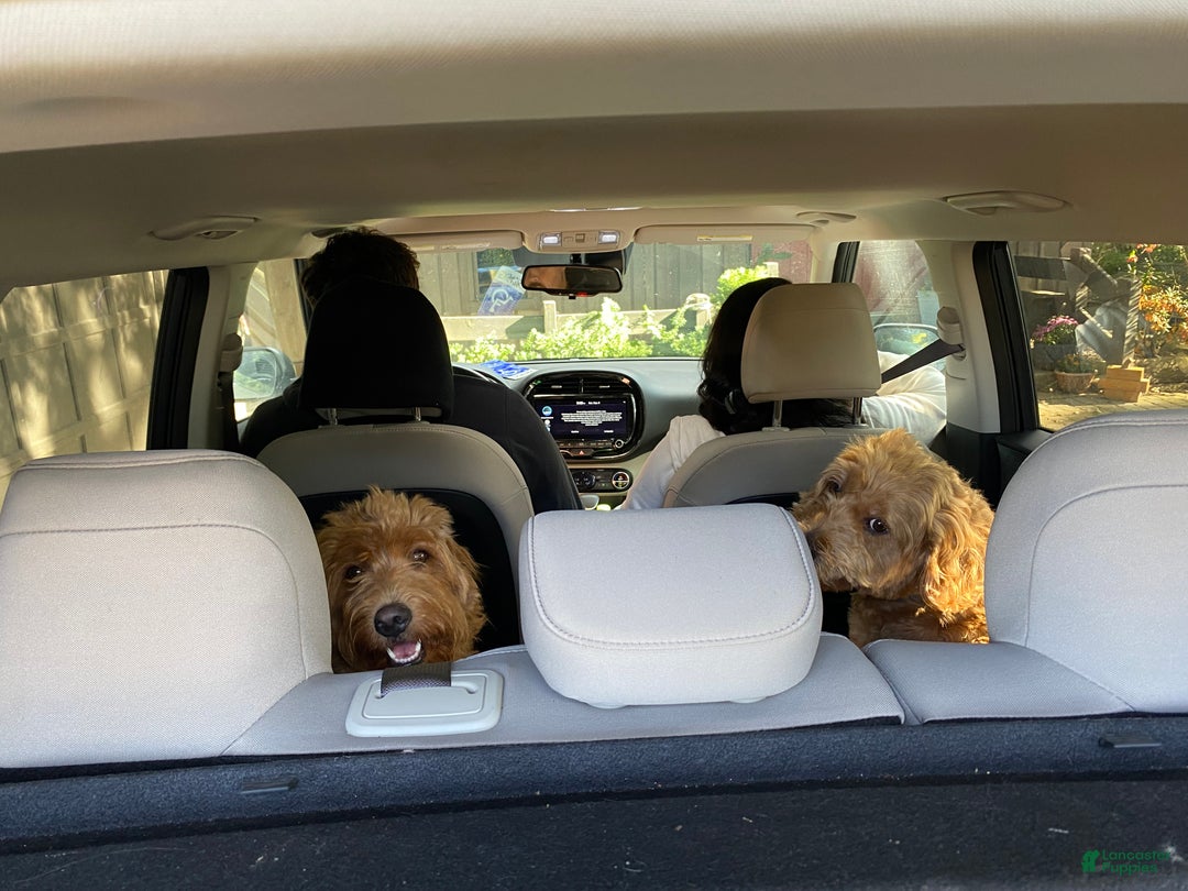 Mini Goldendoodle dogs for sale: Ranger - Ad 8