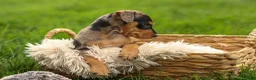 Miniature Pinscher dogs for sale: ACE - Ad 5