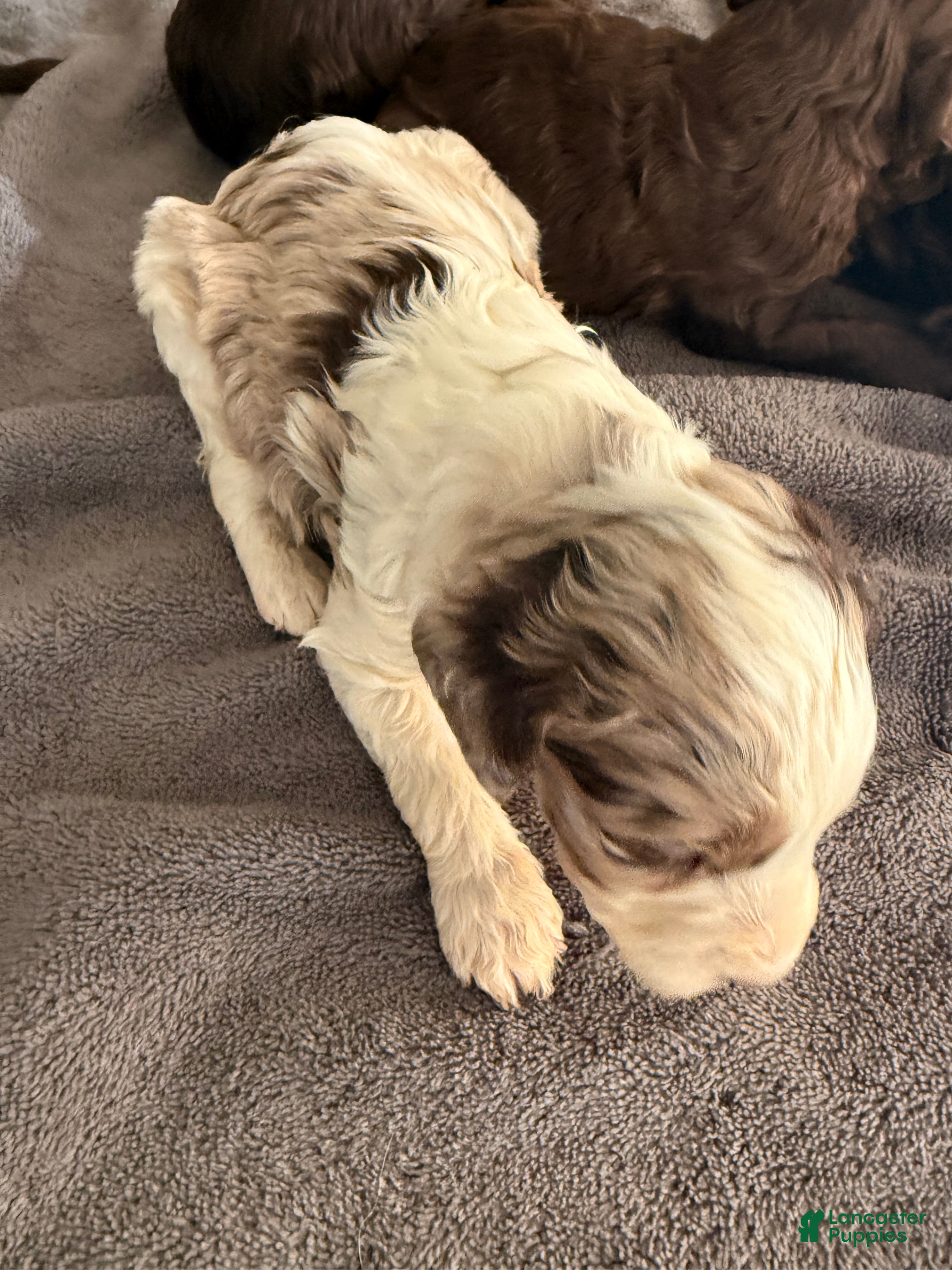 Labradoodle dogs Labradoodle Puppy 5 - Ad 18