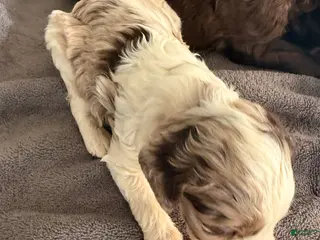 Labradoodle dogs Labradoodle Puppy 5 - Ad 18