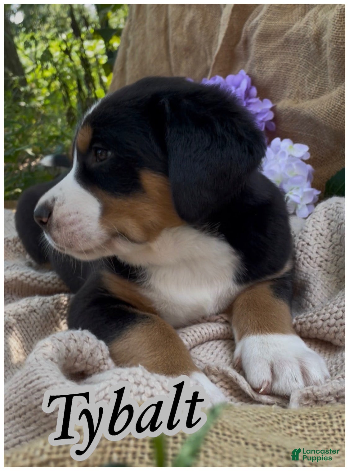 Greater Swiss Mountain Dog dogs AKC Tybalt - Ad 2