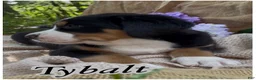 Greater Swiss Mountain Dog dogs for sale: AKC Tybalt - Ad 2