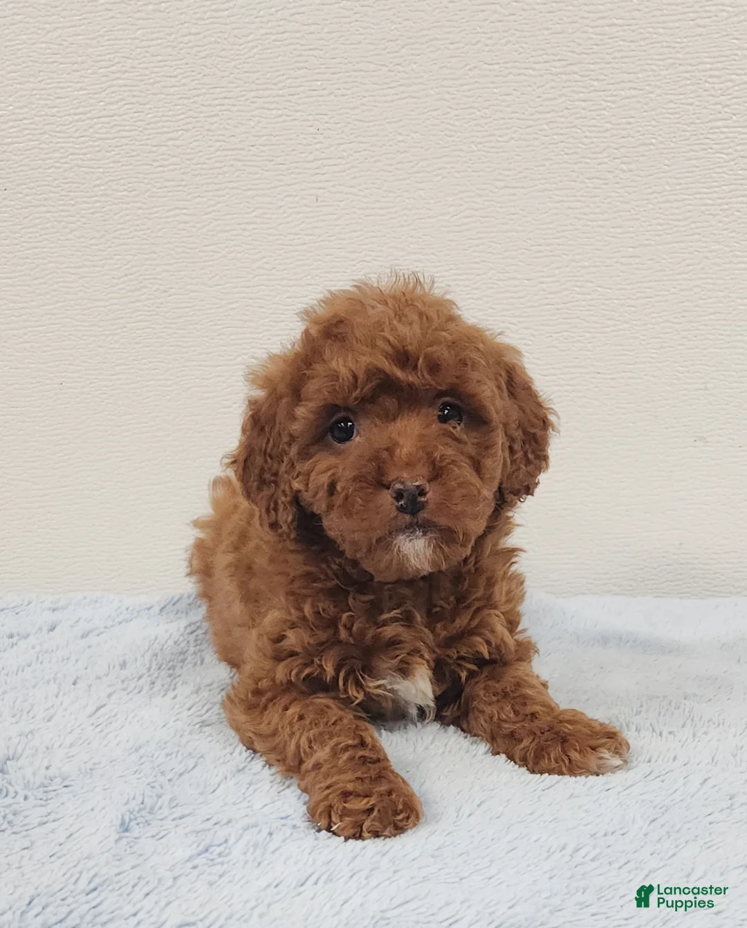 Mini Goldendoodle dogs for sale: Rover - Ad 10