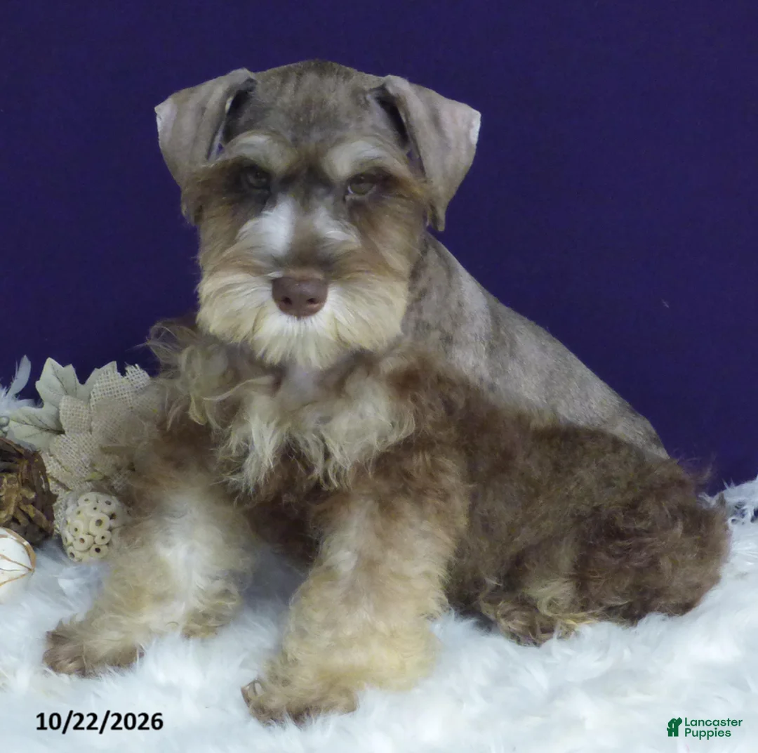 Miniature Schnauzer dogs for sale: Tommy - Ad 1