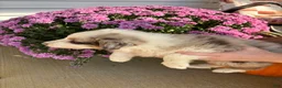 Australian Shepherd dogs for sale: Clove (AKC) - Ad 2
