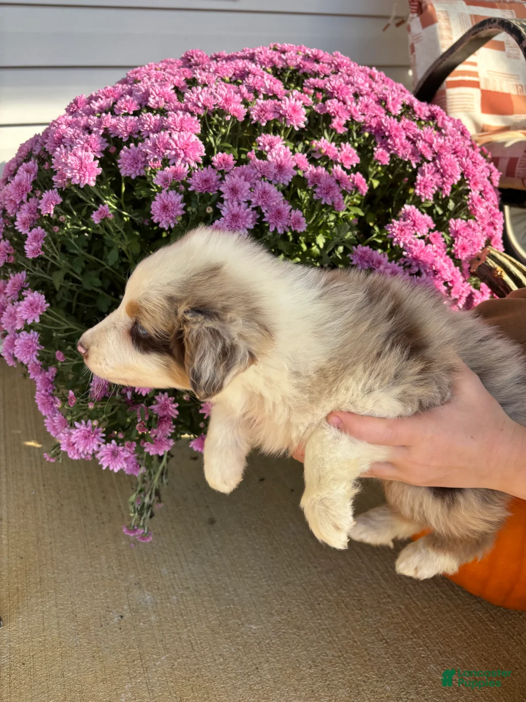 Australian Shepherd dogs for sale: Clove (AKC) - Ad 2
