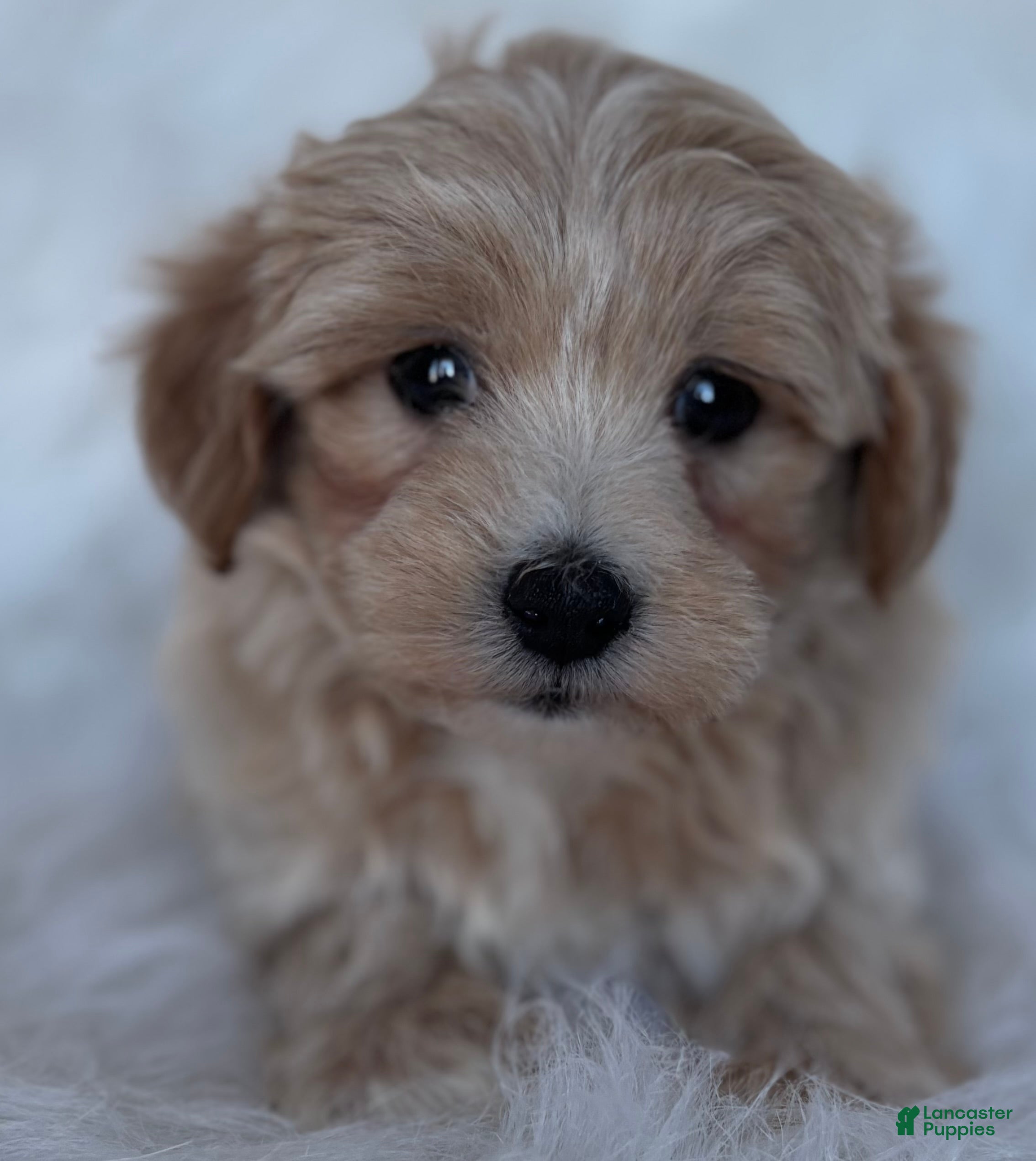 Maltipoo dogs Valentino - Ad 20