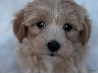 Maltipoo dogs Valentino - Ad 20