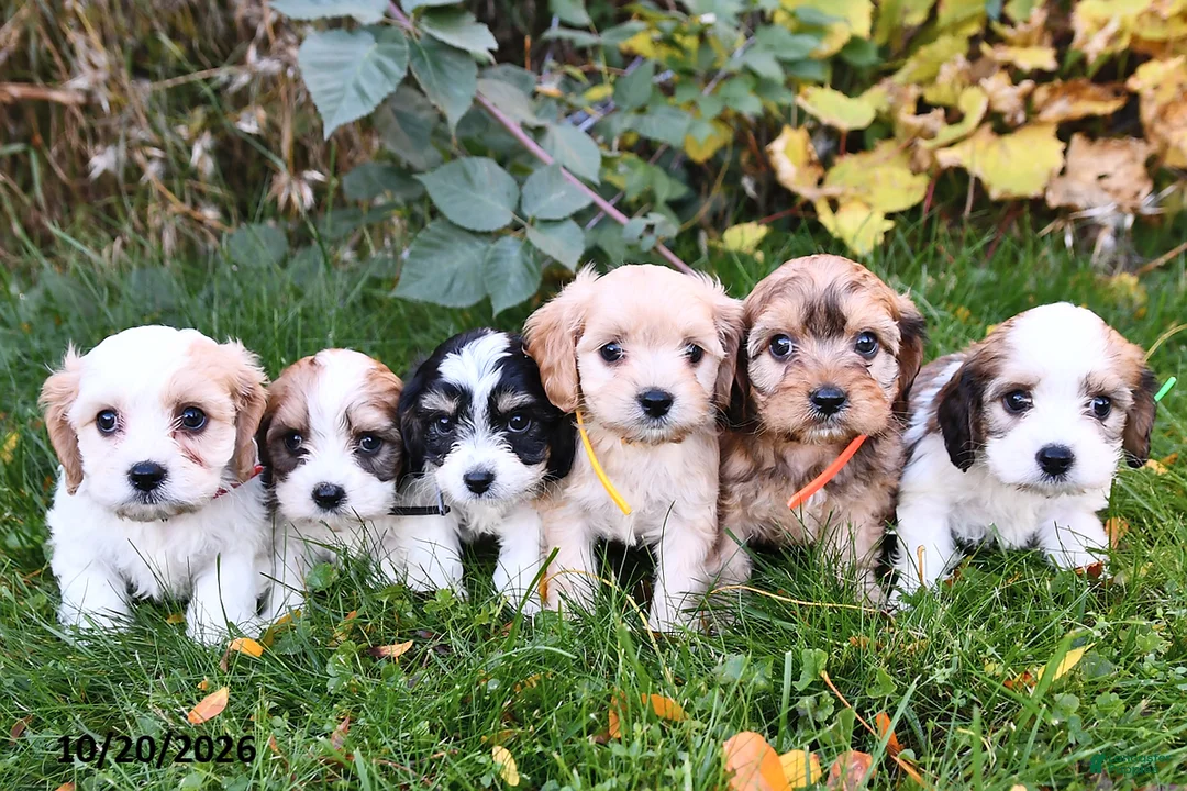 Cavachon dogs for sale: Smoky  - Ad 5