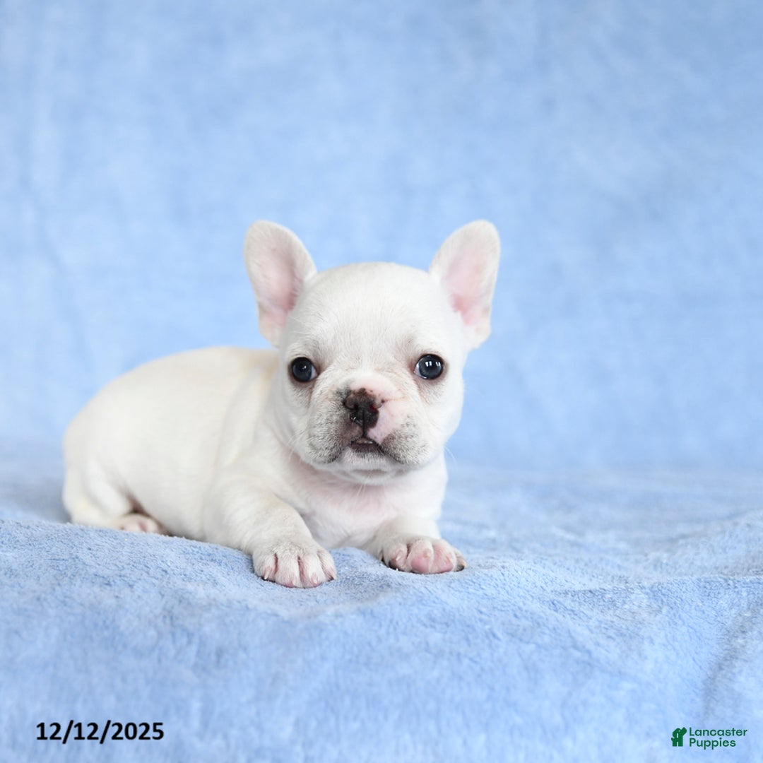 French Bulldog dogs for sale: Zinnia - Ad 3