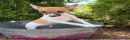 Mixed Breed dogs for sale: Stella - Ad 3