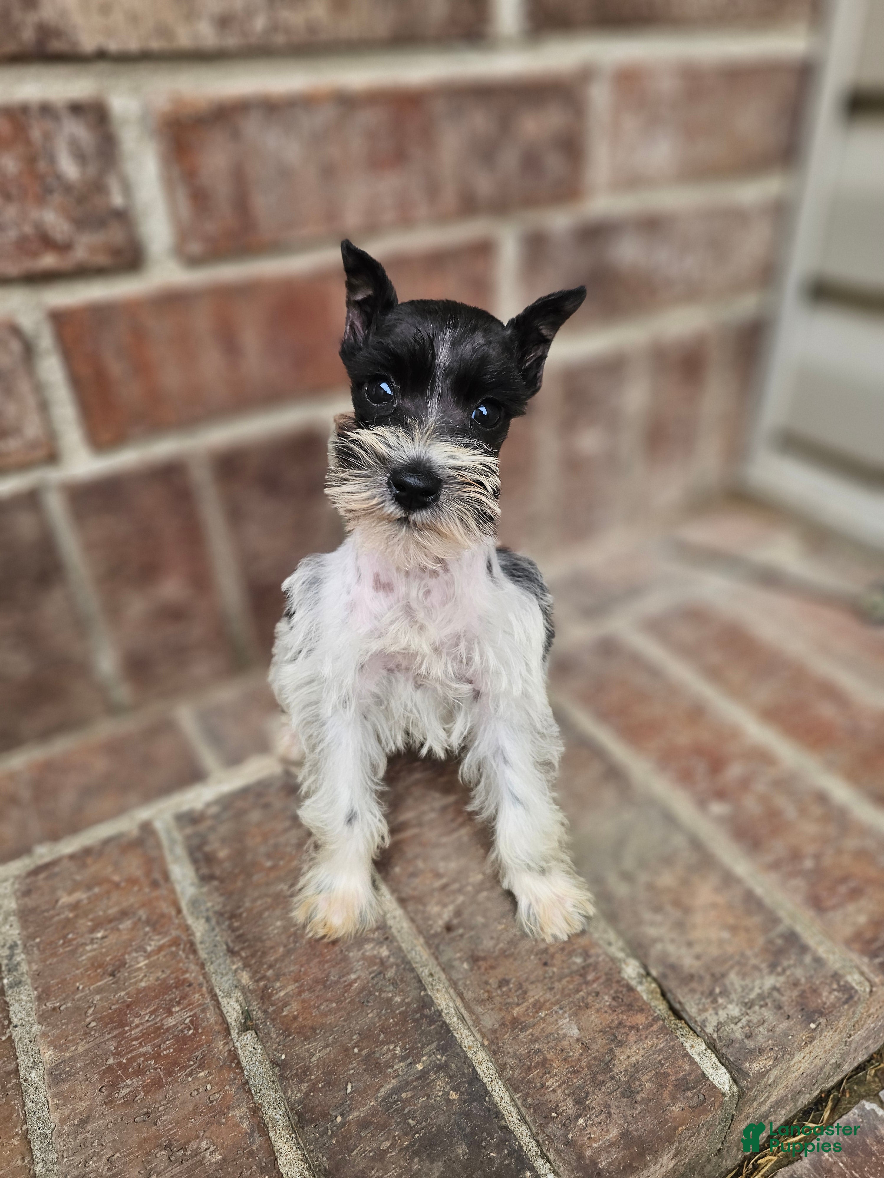 Miniature Schnauzer dogs Miniature Schnauzer 6 - Ad 1