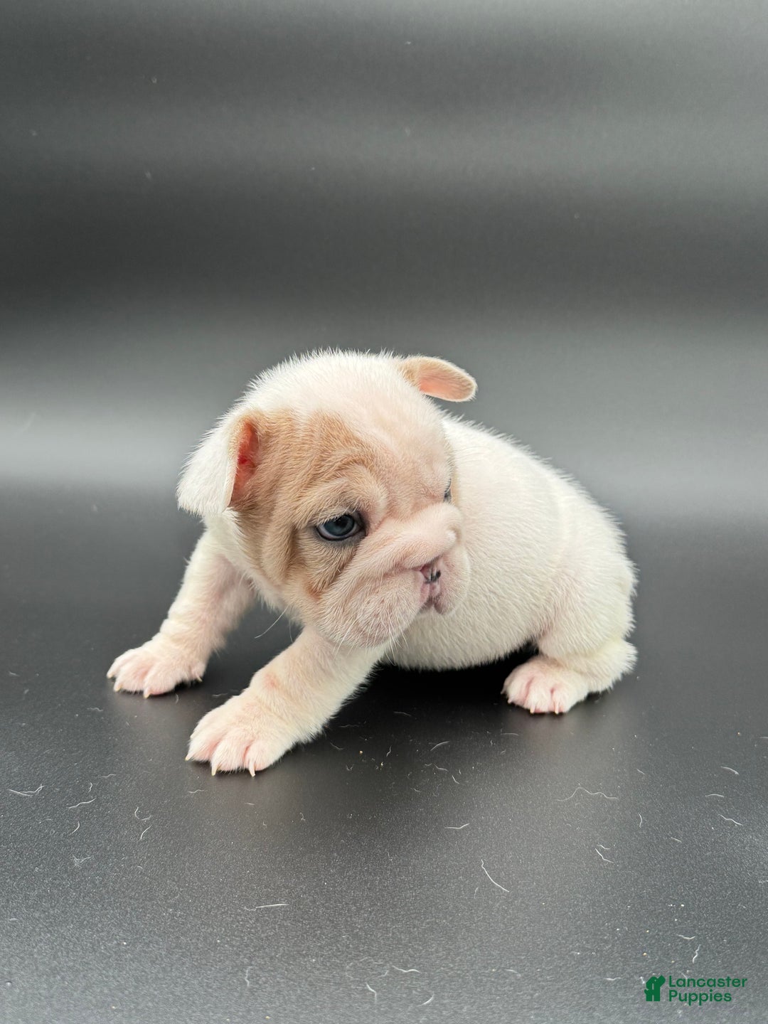 French Bulldog dogs for sale: French Bulldog Puppy 4 - Ad 4
