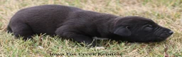 Great Dane dogs for sale: Shadow - Ad 5